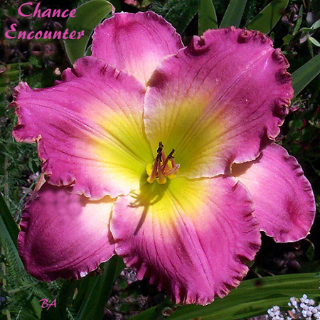 http://www.gardendream.net/AthruD/pages/CHANCE%20ENCOUNTER.htm
